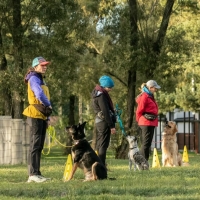 Zajęcia z psiego posłuszeństwa